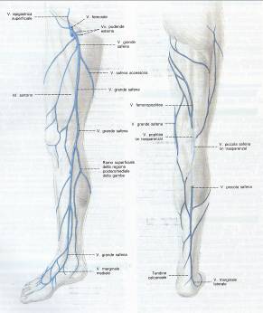 vene superficiali arto inferiore)